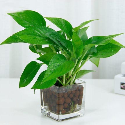 小綠蘿銅錢草水培植物綠植盆栽辦公室桌面內盆景